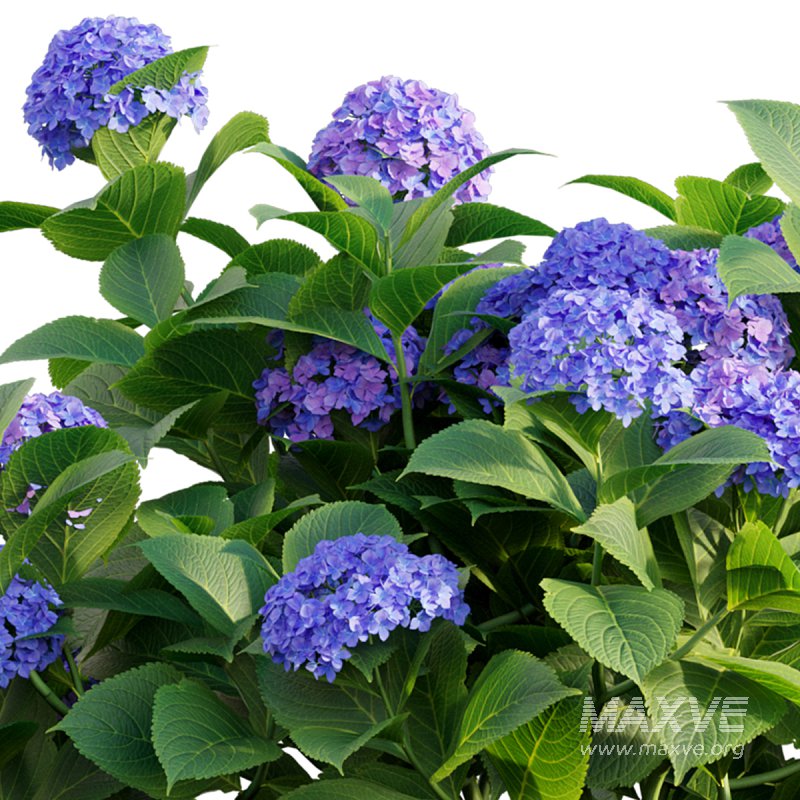 Hydrangea 02 - Image 2
