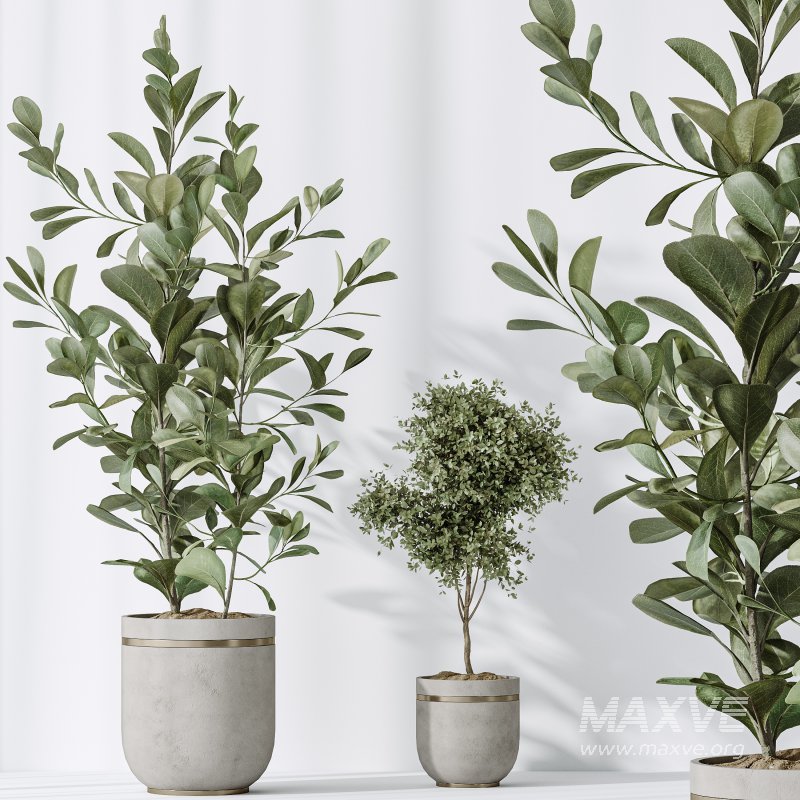 AV Indoor plants set 187 Mission Kalamata Arbequina Olive and Lemon Lime Cane Dragon and Ficus Microcarpa Moclame - Image 5