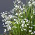 AV Spring flowering grasses Fringe lily and Libertia Grandiflora - Thumbnail 2