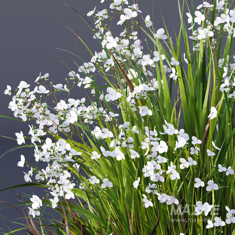 AV Spring flowering grasses Fringe lily and Libertia Grandiflora - Image 2