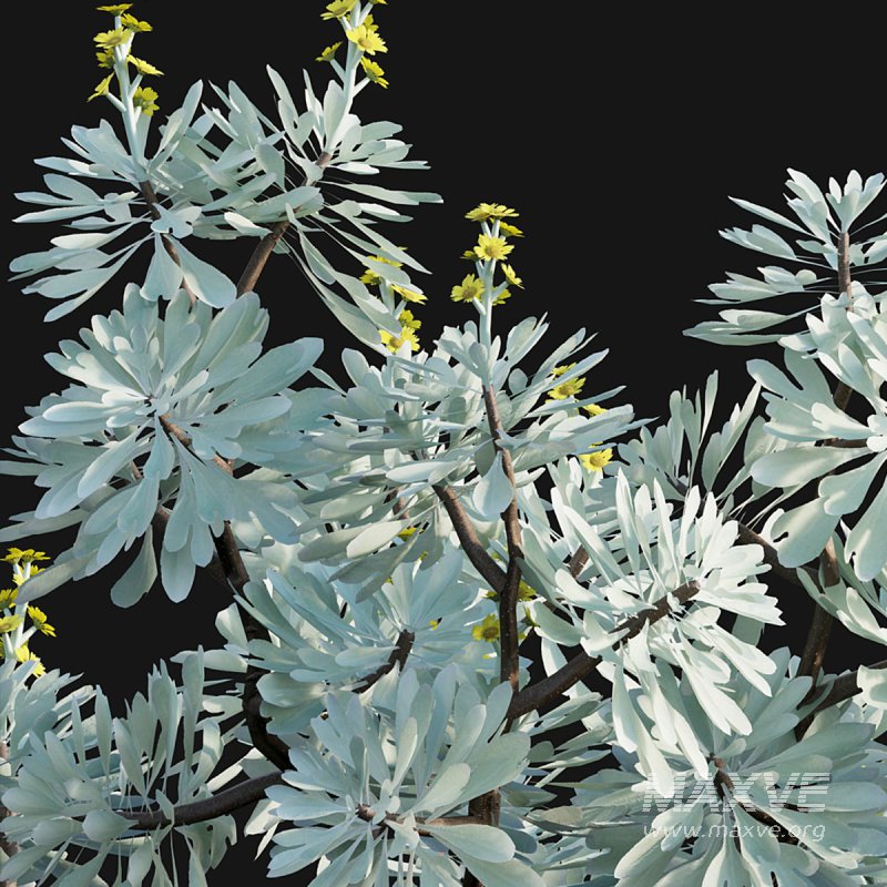 Crossostephium chinense - Image 5