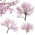 Prunus persica – Peach trees – Nectarine trees - Thumbnail 1