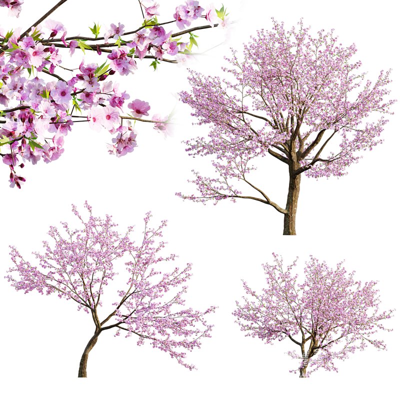 Prunus persica – Peach trees – Nectarine trees - Image 1