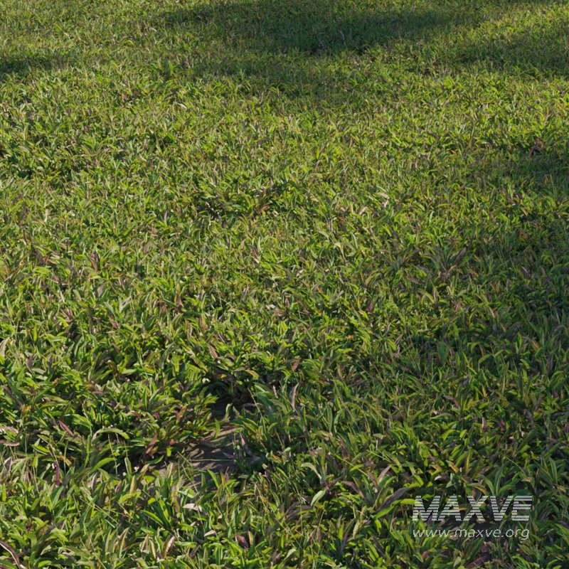 Axonopus Compressus Set 02 - Image 1