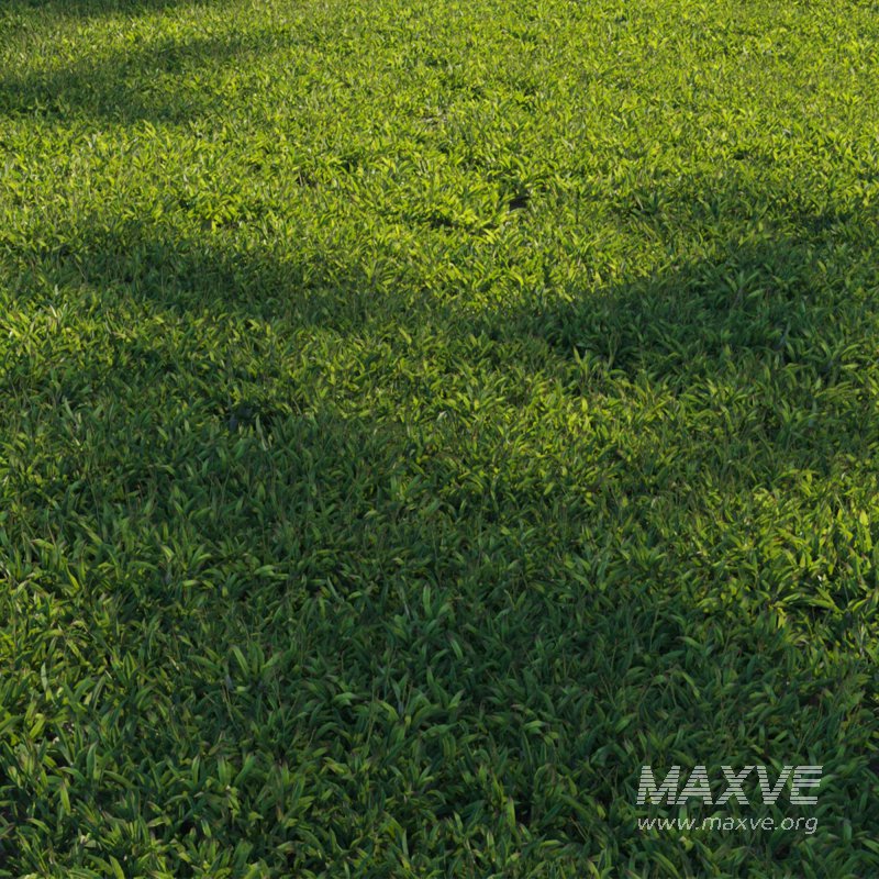 Axonopus Compressus Set 01 - Image 2