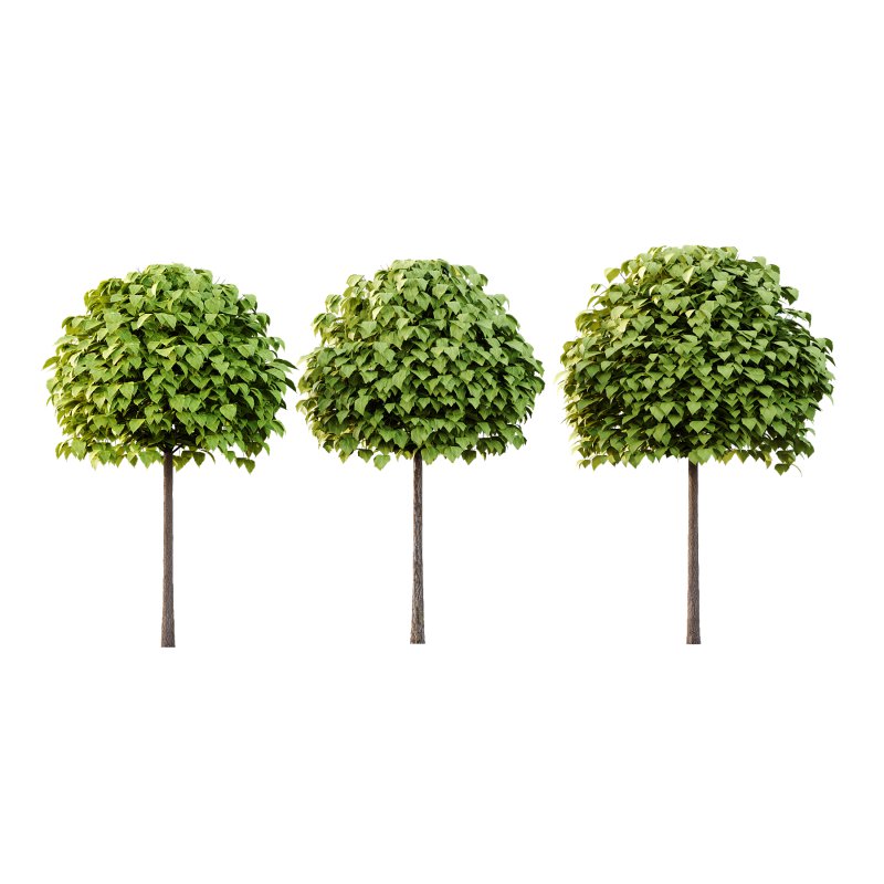 Catalpa Ovata Tree 02 - Image 1