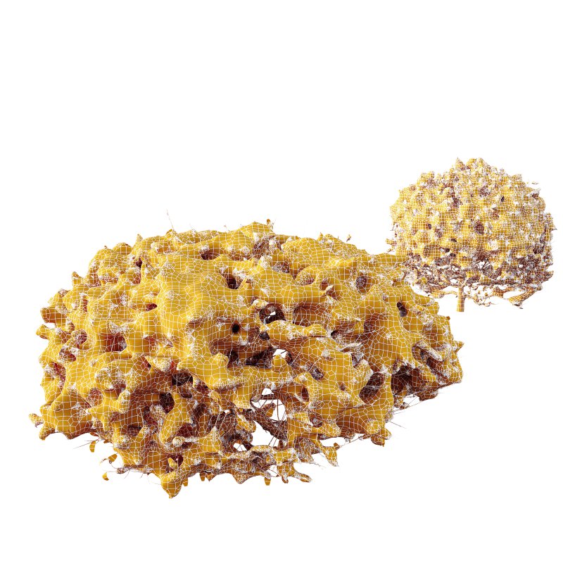 AV Plants Ligustrum Quihoui Privet Pruned Sphere Winter Snow - Image 3