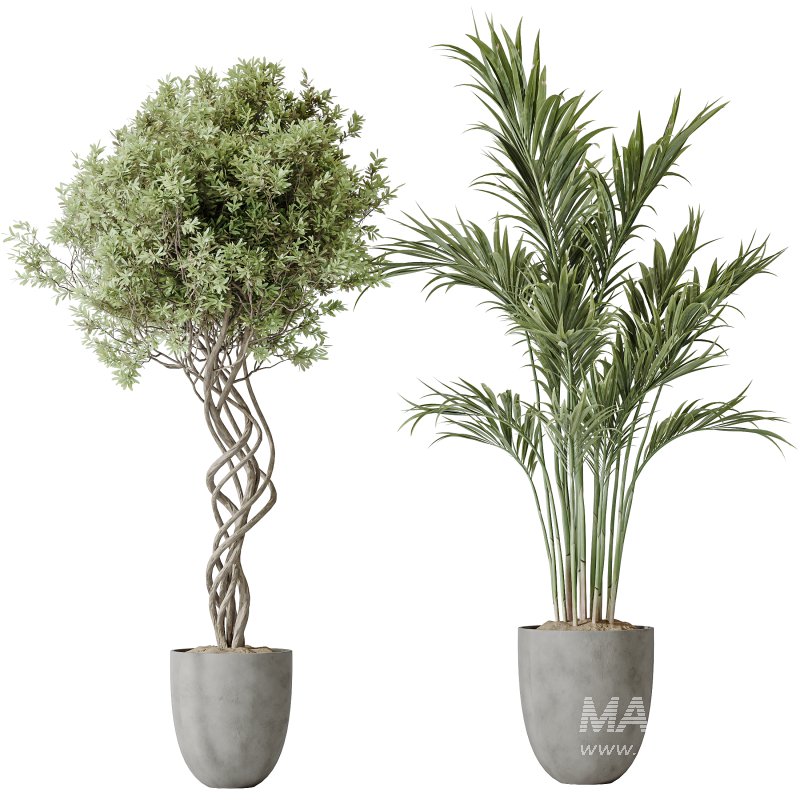 AV Indoor plants set 182 Areca Majesty Palm and Ficus Elastica Robusta and Olive Elegant Mission and Green Sansevieria - Image 3
