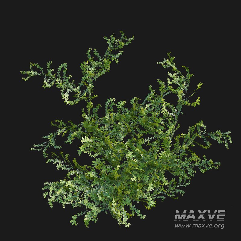 Moraceae – Ficus pumila - Image 5