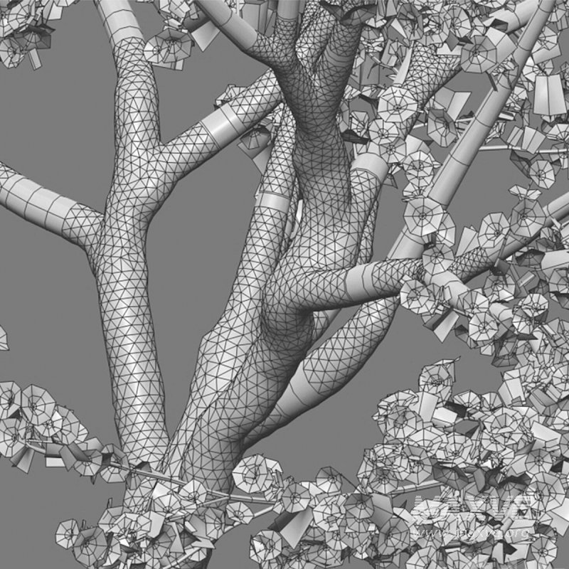 Prunus persica – Peach trees – Nectarine trees - Image 6