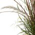 AV Celtica Gigantea Stipa Golden Oats and Calamagrostis Acutiflora Karl Foerster grasses - Thumbnail 2