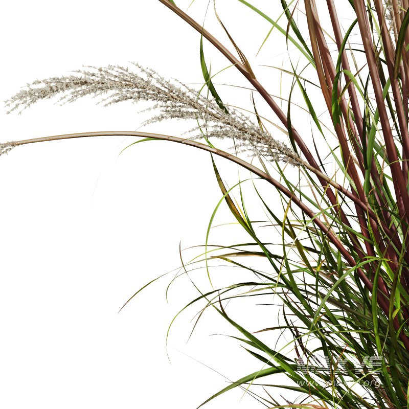 AV Celtica Gigantea Stipa Golden Oats and Calamagrostis Acutiflora Karl Foerster grasses - Image 2