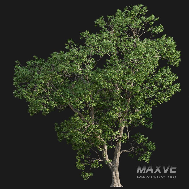 Cinnamomum camphora - Image 2