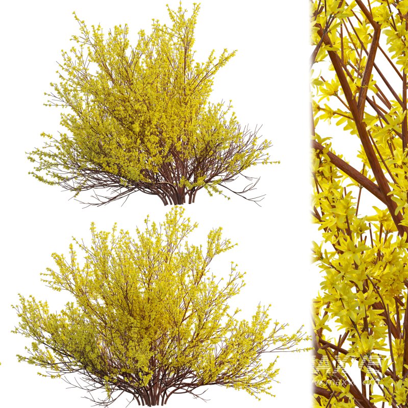 Forsythia Suspensa – Weeping Forsythia - Image 1