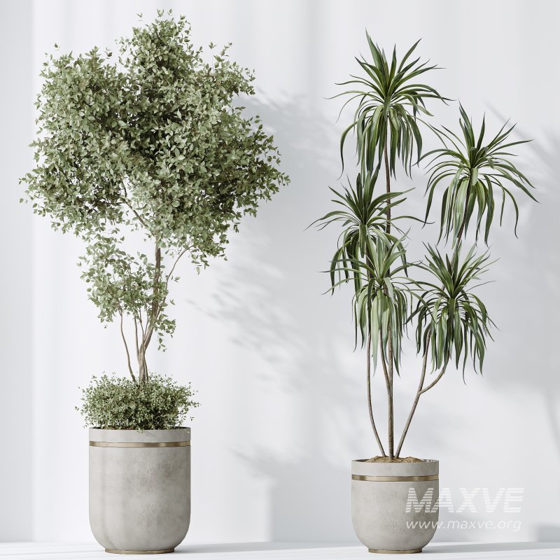 AV Indoor plants set 187 Mission Kalamata Arbequina Olive and Lemon Lime Cane Dragon and Ficus Microcarpa Moclame - Image 6