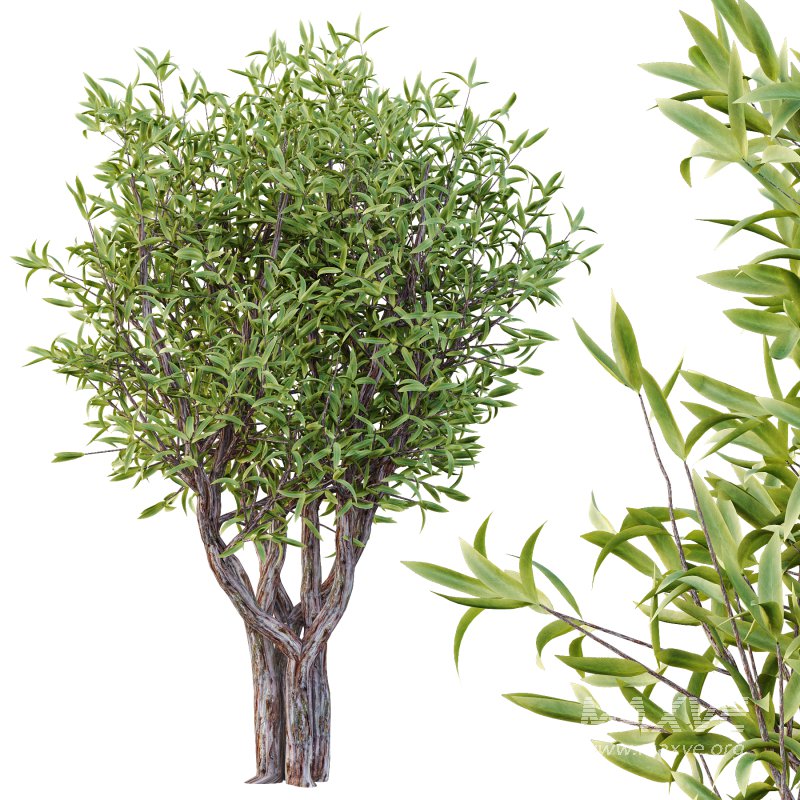 Sweet Viburnum Plant04 - Image 5