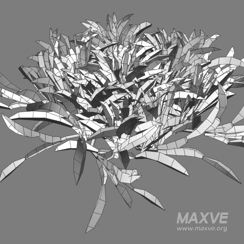 Axonopus compressus_cut_02 - Image 3