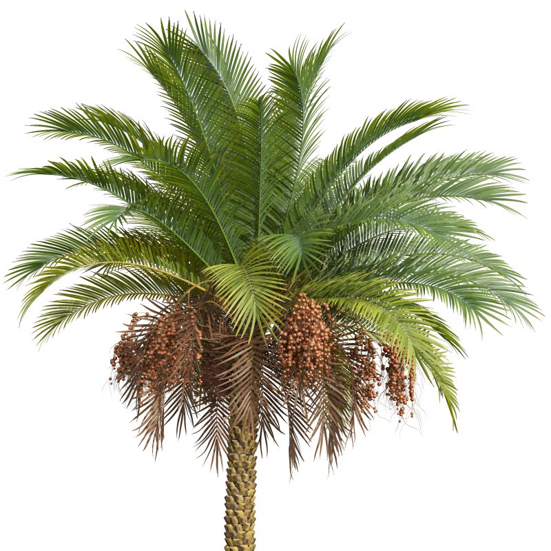 AV Sabal Palmetto Cabbage Palm and Phoenix Sylvestris Fruit palm tree - Image 4