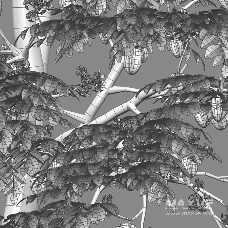 Averrhoa carambola – Starfruit tree 04 - Image 4