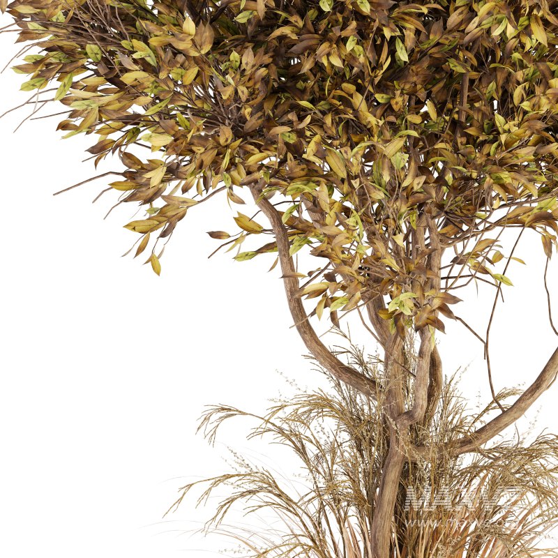 Outdoor Plant Set 017 - Image 4