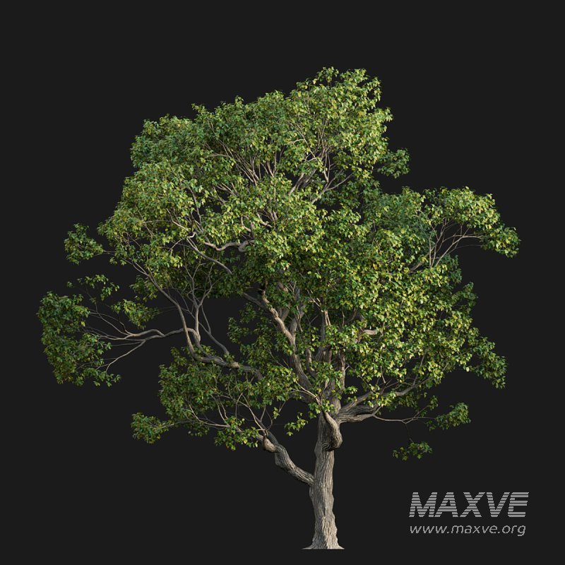 Cinnamomum camphora 02 - Image 2