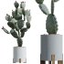 AV HousePlants Cactus Opuntia Tree - Thumbnail 1