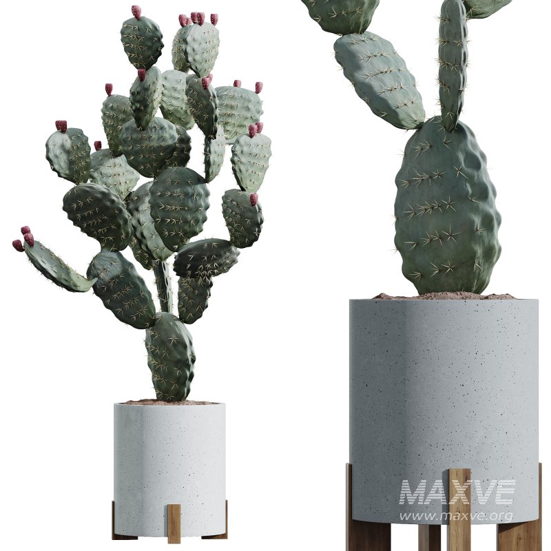 AV HousePlants Cactus Opuntia Tree - Image 1