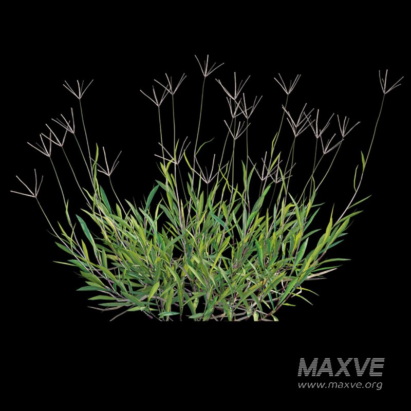 Cynodon dactylon – set 03 - Image 3