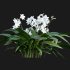 Eucharis grandiflora – Amazon Lily - Thumbnail 5