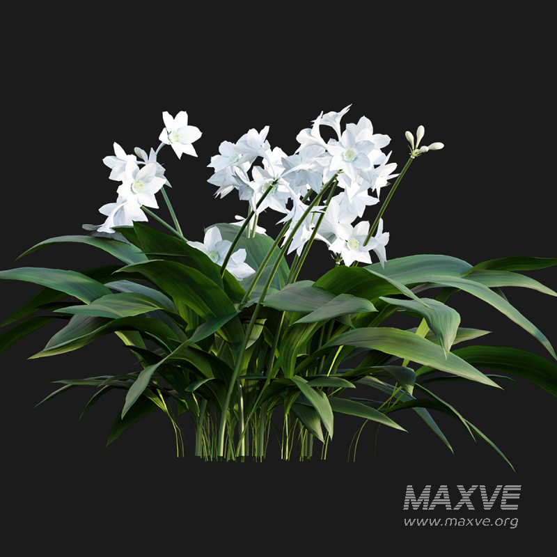 Eucharis grandiflora – Amazon Lily - Image 5