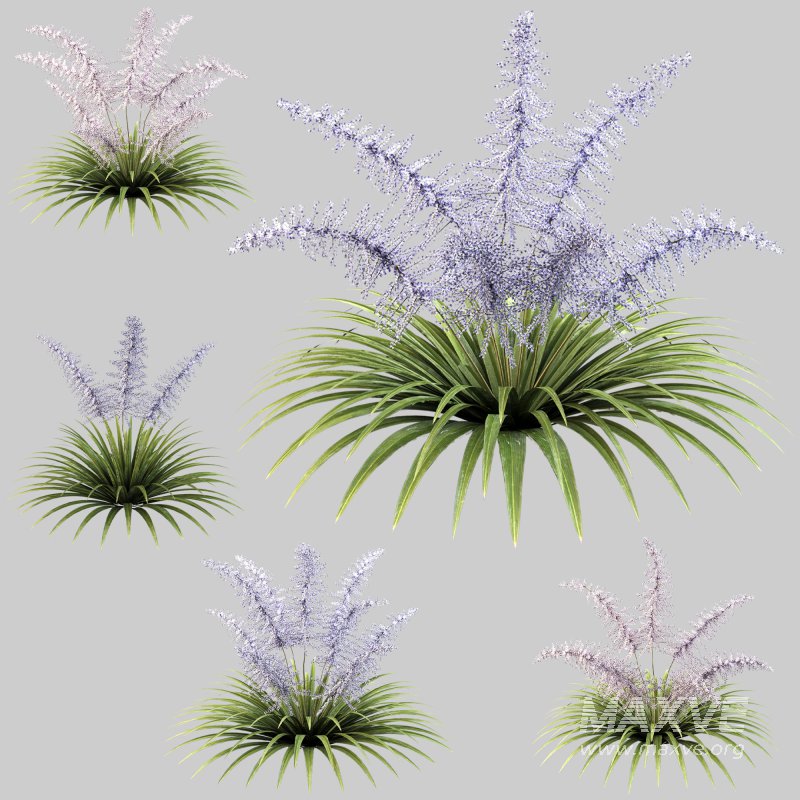 Lush garden shrub - Image 4