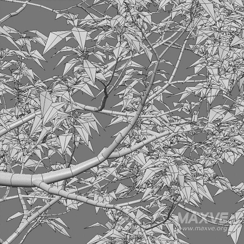 Osmanthus fragrans 03 - Image 5