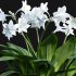 Eucharis grandiflora – Amazon Lily - Thumbnail 3
