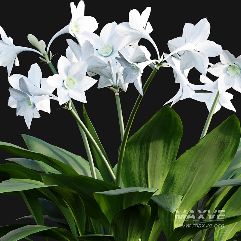 Eucharis grandiflora – Amazon Lily - Image 3