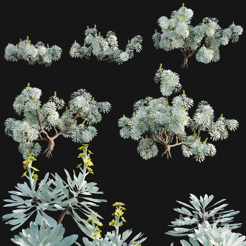 Crossostephium chinense - Image 2