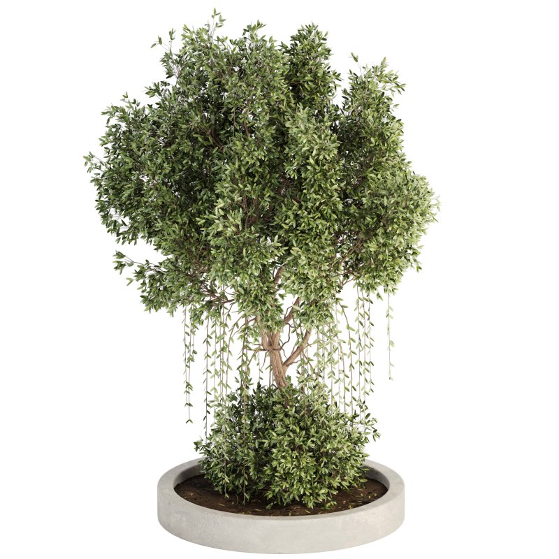 Outdoor Plant Set 014 - Image 3