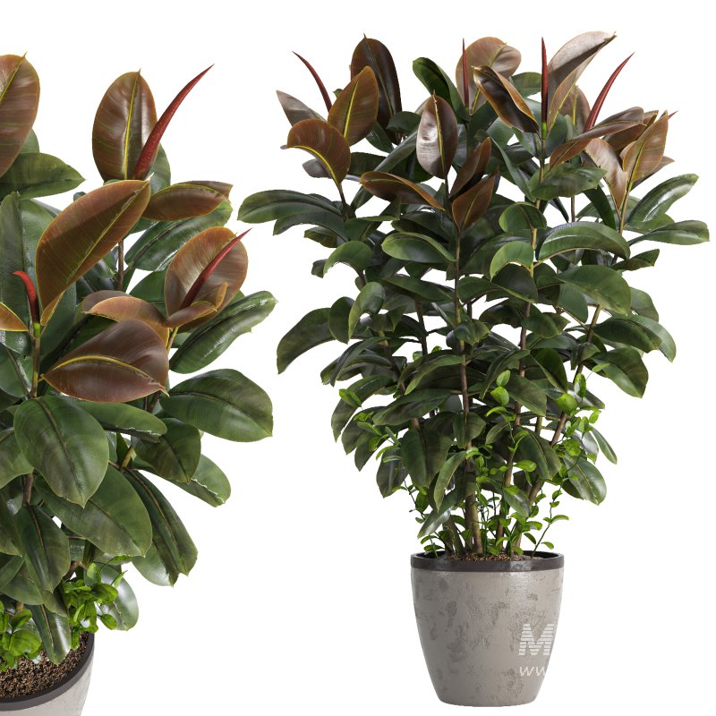 Indoor plant 05 - Image 3