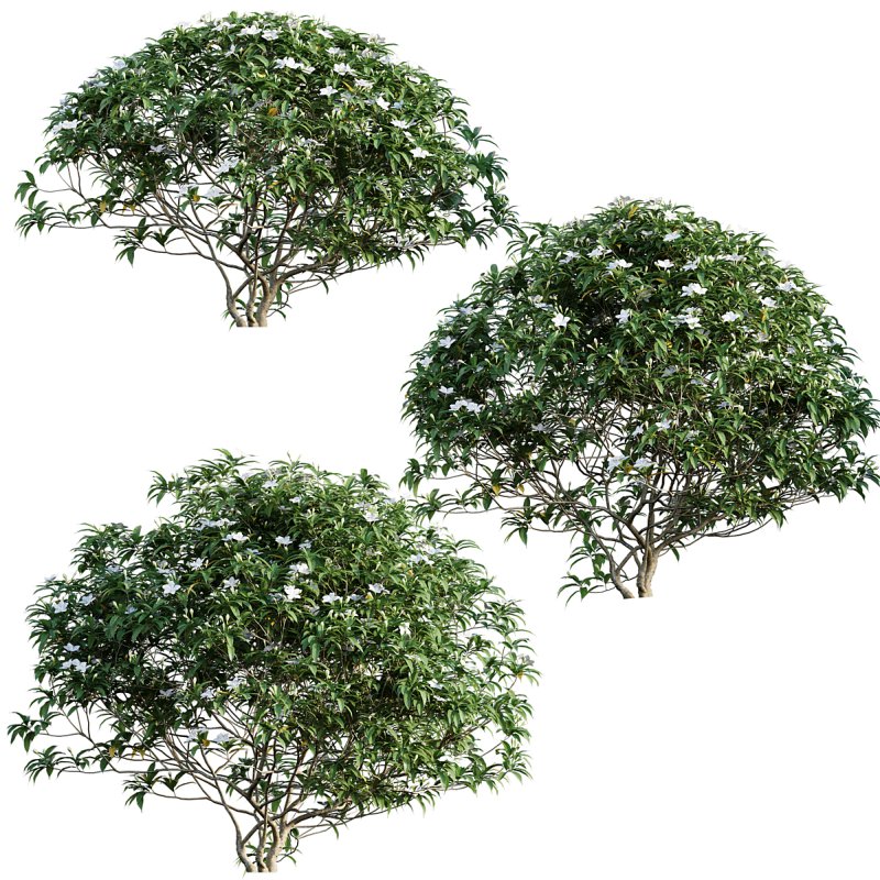 Wrightia antidysenterica 02 - Image 1