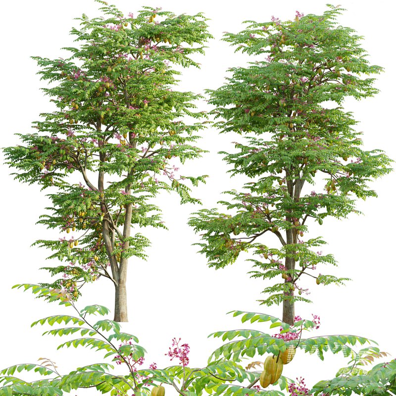 Averrhoa carambola – Starfruit tree 06 - Image 1