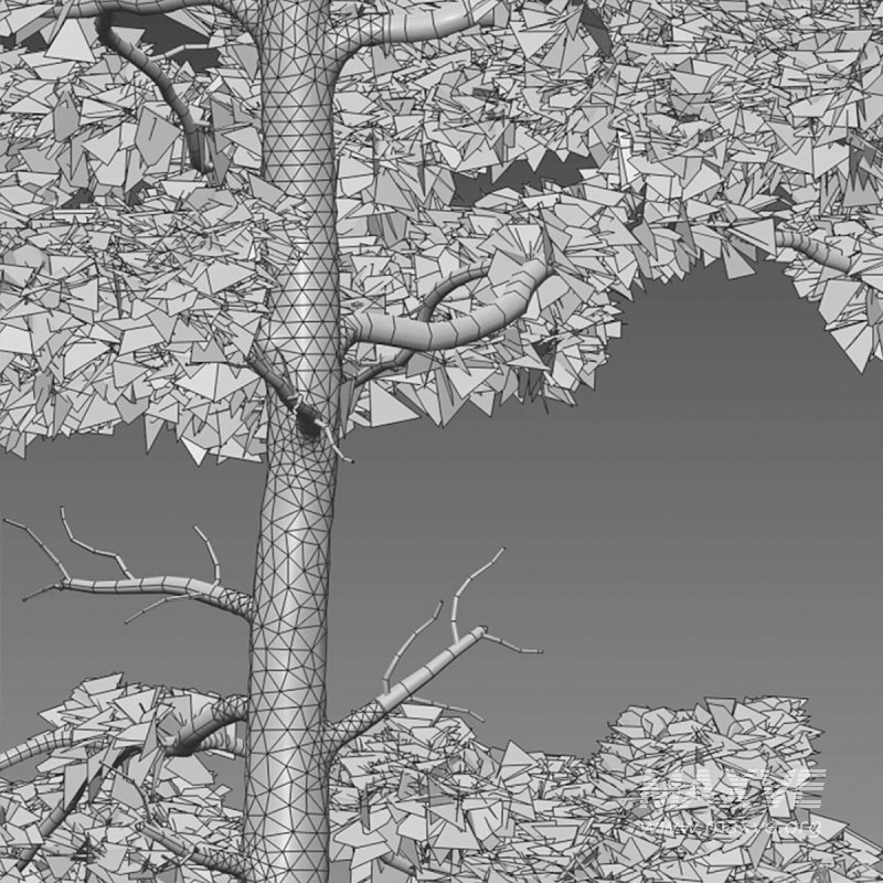 Pinus tabuliformis 02 - Image 5