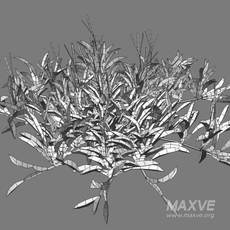 Axonopus Compressus Set 02 - Image 6