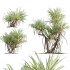 Pandanus baptistii – Variegated Dwarf Pandanus 02 - Thumbnail 1