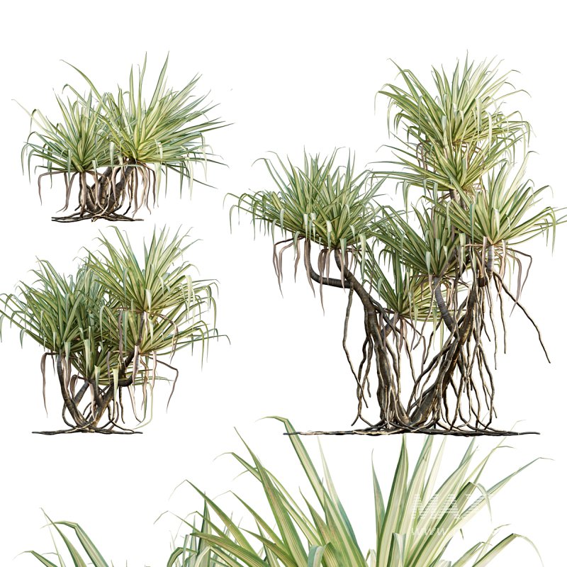 Pandanus baptistii – Variegated Dwarf Pandanus 02 - Image 1