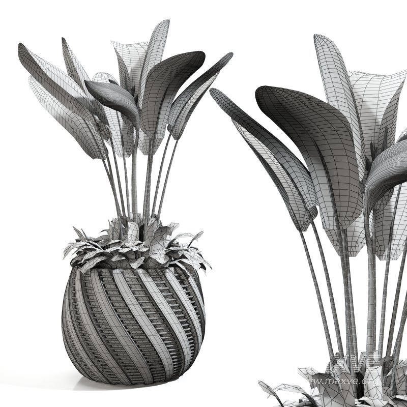 Strelitzia reginae and banana plant - Image 5