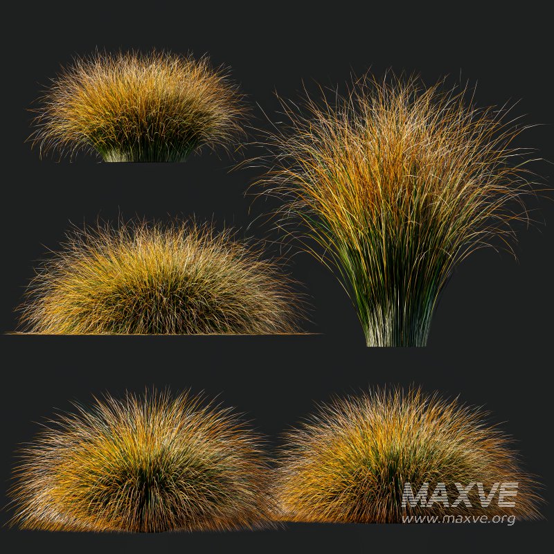 AV Carex Testacea Orange Sedge Grass Prairie Fire - Image 10