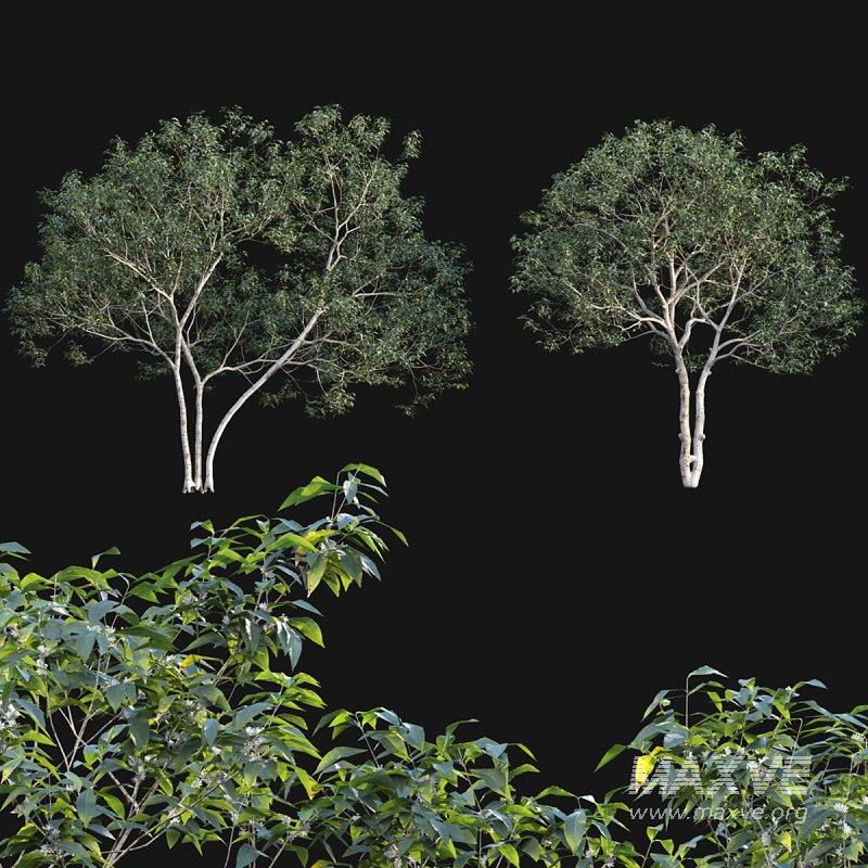 Osmanthus fragrans 02 - Image 2