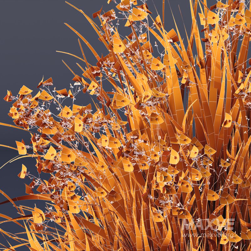 AV Spring flowering grasses Fringe lily and Libertia Grandiflora - Image 15