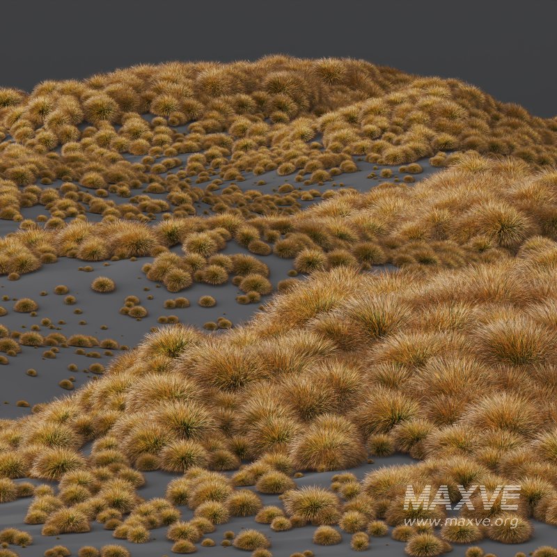 AV Carex Testacea Orange Sedge Grass Prairie Fire - Image 9