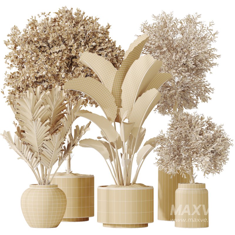 AV Indoor plants set 185 Olive Elegant Mission and Mandarin Citrus Fruit Orange Tree and Areca Palm and Ravenala Banana Strelitzia Nicolai - Image 9