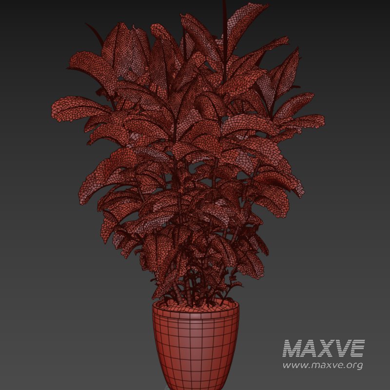 Indoor plant 05 - Image 1